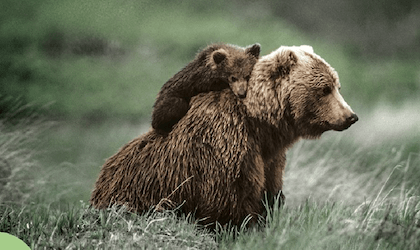 Das Mysterium der Tiere