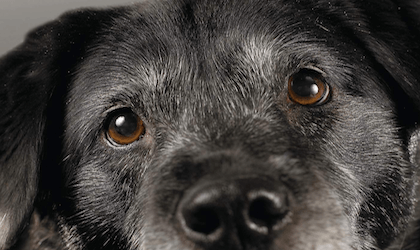 Die Weisheit alter Hunde